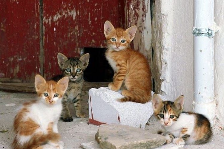 Feeding street cats at Cebu IT Park