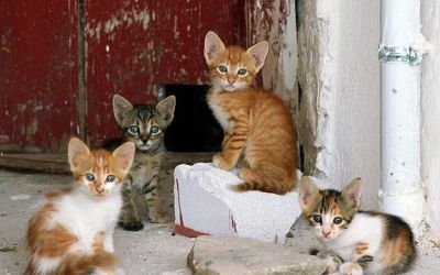 Feeding street cats at Cebu IT Park